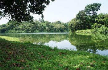 Bikin Hutan Imitasi, Pemerintah Singapura Tuai Kecaman