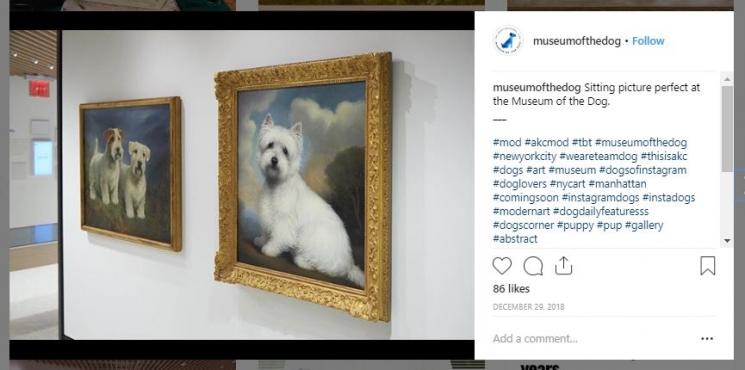 Museum Anjing (instagram.com/museumofthedog)