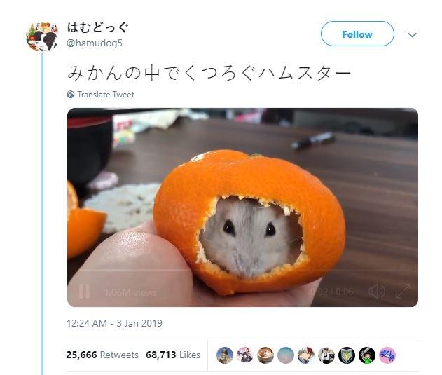 Hamster Sembunyi Dalam Jeruk (twitter.com/hamudog5)