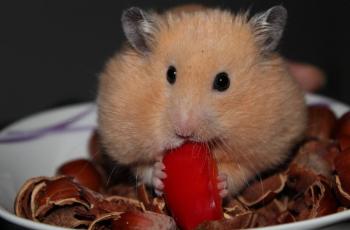 Cute Abis, Hamster Ini Doyan Ngumpet di Dalam Jeruk