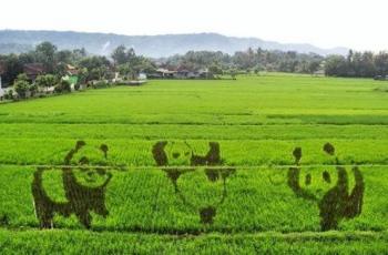 Lucu dan Menggemaskan, Sawah di Jogja Disulap Jadi Arena Kungfu Panda