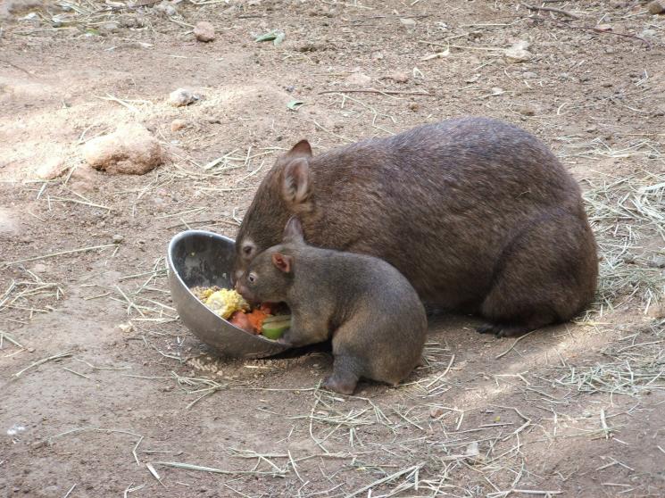 Satwa Wombat. (Pixabay)