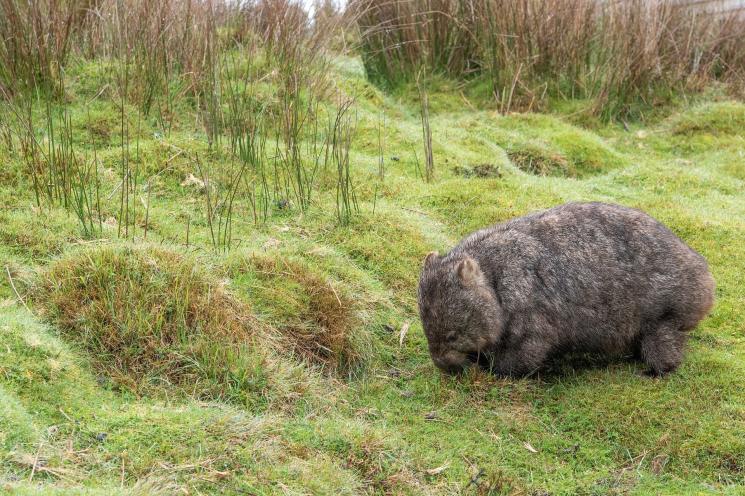 Satwa Wombat. (Pixabay)