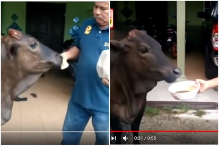 Sapi Makan Roti Canai dan Minum Kopi (youtube.com/Berita Harian Online)