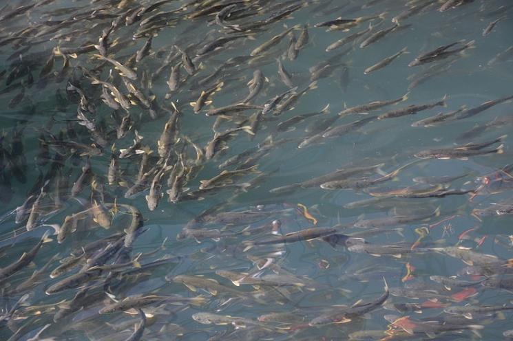 Ikan jenis Gymnocypris przewalskii atau naked carp. (Wikimedia Commons)