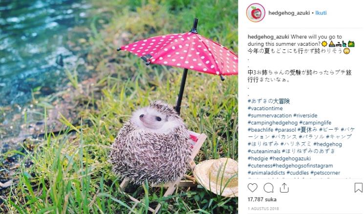 Azuki, landak yang punya hobi traveling dan berkemah. (Instagram/@hedgehog_azuki)