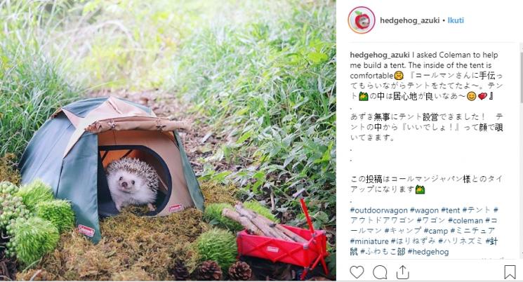 Azuki, landak yang punya hobi traveling dan berkemah. (Instagram/@hedgehog_azuki)