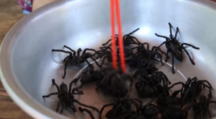 Bikin Geli, Cewek Cantik Ini Berani Masak dan Makan Tarantula. (Youtube/Natural Life TV)