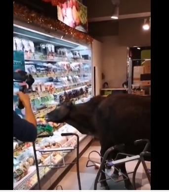 Kocak, Sedang Ramai Pembeli Supermarket Ini Mendadak Diserbu Sapi Liar. (Facebook/Eric Man Kit Lee)