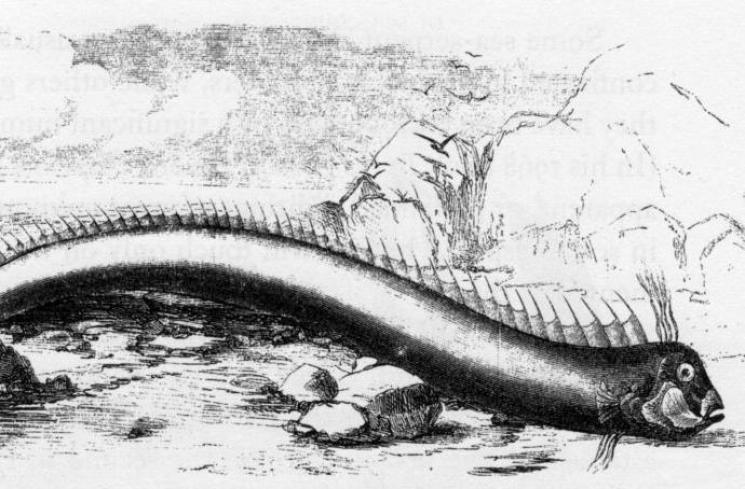 Oarfish yang Dipercaya Sebagai Ikan Pertanda Bencana (Wikimedia Commons)