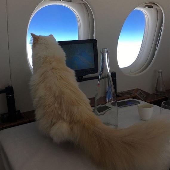 Liburan Mewah Choupette, Kucing Karl Lagerfeld (instagram.com/choupettesdiary)