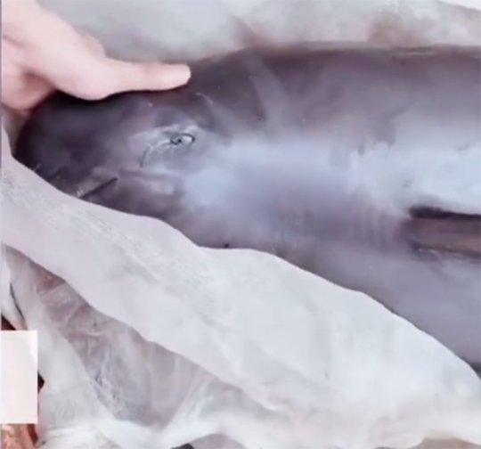 Ikan porpoise menangis ketika dijual di pasar. (Pear Video)