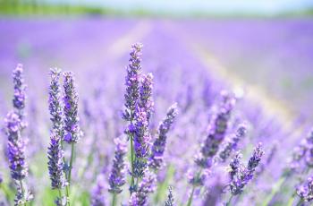 Bukan Tembok atau Rumput, Taman Labirin Ini Terbuat dari Bunga Lavender