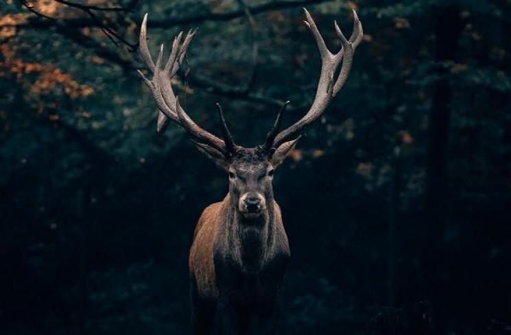 Ilustrasi rusa. (Unsplash/Philipp Pilz)