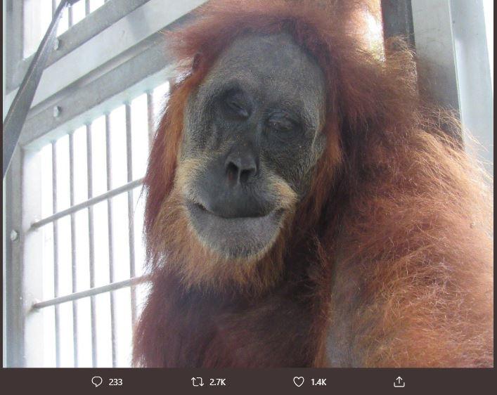 Induk Orangutan Luka Parah Ditembak 74 Kali (twitter.com/Sutopo_PN)