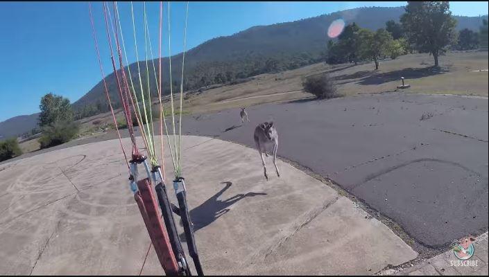 Main Paragliding, Pria Ini Malah Kena Tonjok Kangguru (youtube.com/ViralHog)