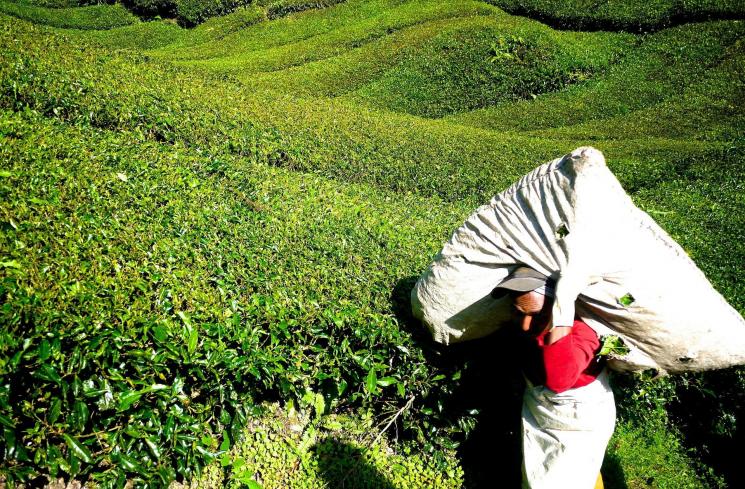 Cameron Highlands di Malaysia. (Pixabay/FonthipWard)