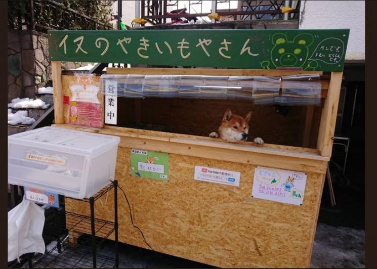 Ken-Kun, Anjing Penjual Ubi Bakar (twitter.com/hina_shii_ver2)