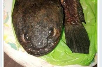 Penampakan Pecel Lele Misterius (twitter.com/eMbahNyutz)