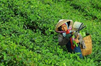 Demi Anaknya Belajar, Miliuner Sewa Bukit Rp 54 juta