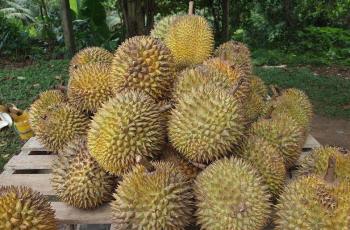 Dari Sepetak Tanah, Pria Asal Malaysia jadi Kolektor Durian Kelas Kakap