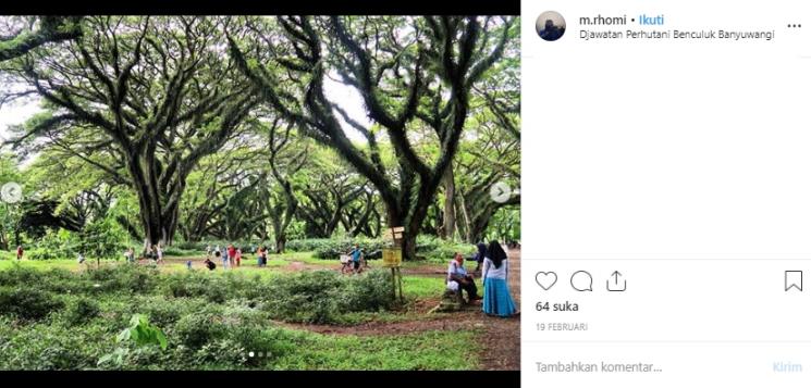 Hutan Jawatan Benculuk, Banyuwangi. (Instagram/@m.rhomi)