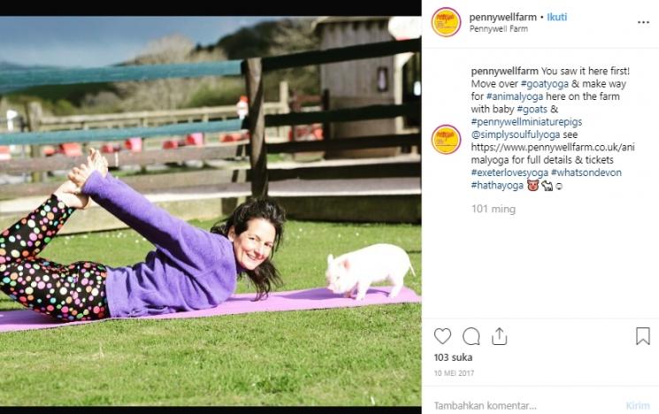 Peternakan di Inggris ini tawarkan kelas pilates bersama babi. (Instagram/@pennywellfarm)