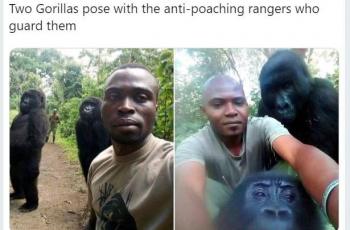 Pose Malu-malu Tapi Mau, Gini Aksi Kocak Gorila Diajak Selfie