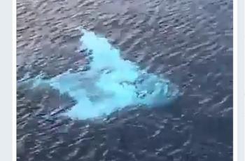 Bikin Kagum, Begini Penampakan Ikan Pari Albino yang Viral