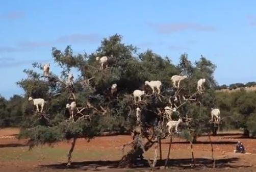 Pohon kambing di Maroko. (YouTube/Cloudy Lewis)