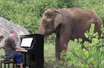 Video: Sepotong Musik untuk Ampan, Gajah Buta di Thailand nan Mengharukan