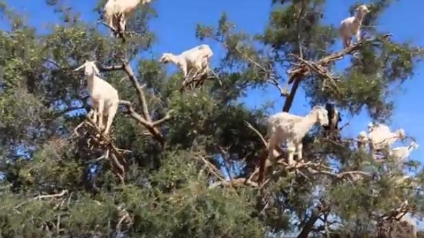 Pohon kambing di Maroko. (YouTube/Cloudy Lewis)