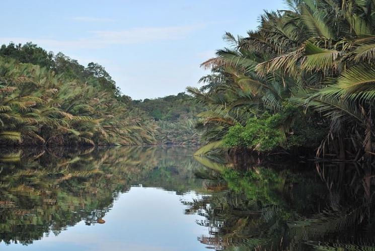 Taman Nasional Berbak (Wikimedia Commons James Maiden)