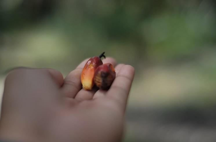 Kelapa Sawit. (Dokumentasi Pribadi)