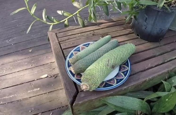 Buah Pisang Nanas yang Viral (youtube.com/SleepyLizard)