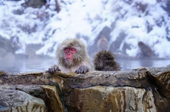 Ilustrasi Onsen. (pixabay.com/julienlstark)