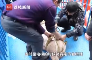 Atraksi Babi Bungee Jumping di China. (youtube.com/MiniNews)