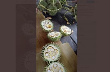 Dikira Durian, Buah Ini Sukses Bikin Netizen Salah Paham