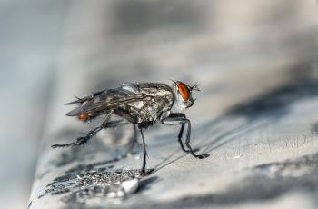 Jangan Langsung Hap! Begini Penampakan Telur Lalat yang Sering Dikira Nasi