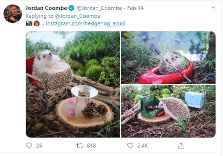 Gemasnya Hamster Kemping. (twitter.com//Jordan_Coombe)