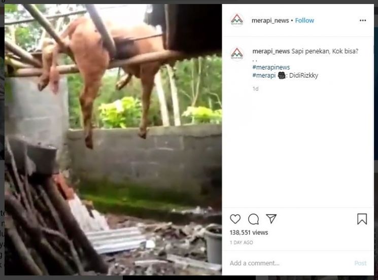 Sapi Nyangkut di Atap (instagram.com/merapi_news)