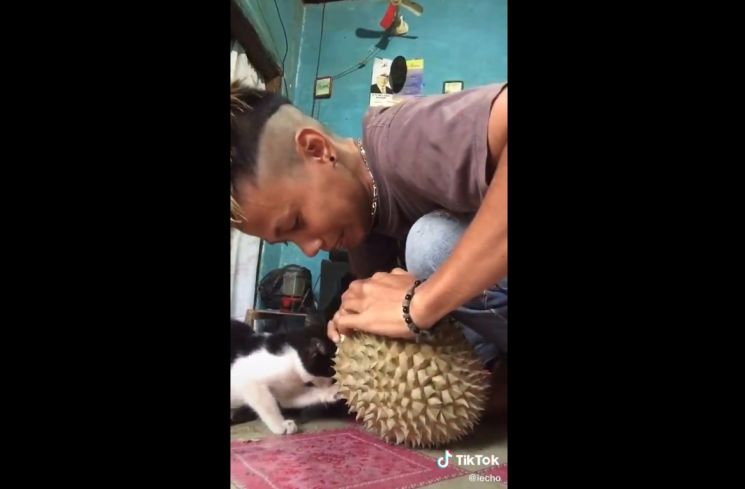 Kucing Ikut Ngemil Durian. (twitter.com/majelismeyong)