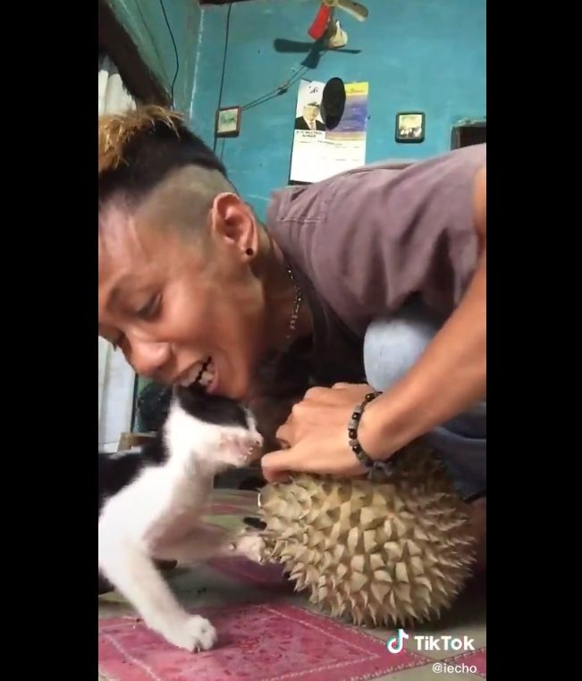 Kucing Ikut Ngemil Durian. (twitter.com/majelismeyong)