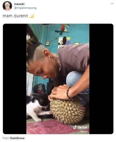 Kucing Ikut Ngemil Durian. (twitter.com/majelismeyong)