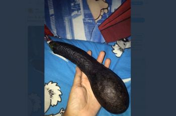 Bentuknya Aneh, Tampilan Alpukat Ini Bikin Netizen Ngeres Berjamaah