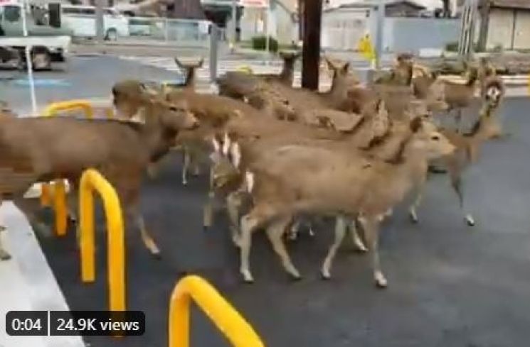 Imbas Corona, Rusa di Nara Pergi ke Jalan dan Stasiun (twitter.com/okadennis)