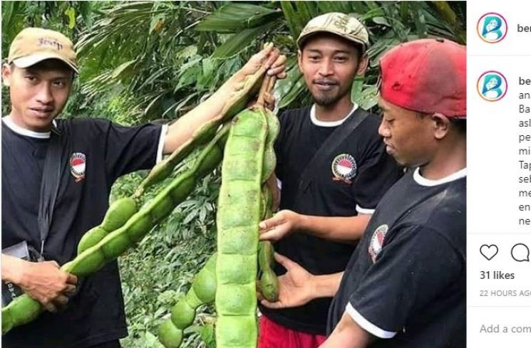 Petai Raksasa yang Tengah Viral (instagram.com/berita_penginyongan)