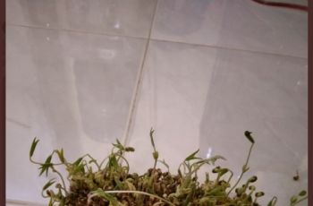 Niatnya Bikin Bubur Kacang Hijau Malah Jadi Begini. (twitter.com/collegemenfess)