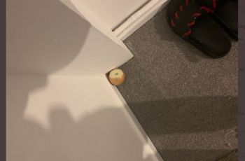 Bawang Bombay Cegah Corona (twitter.com/temmyoseni73)