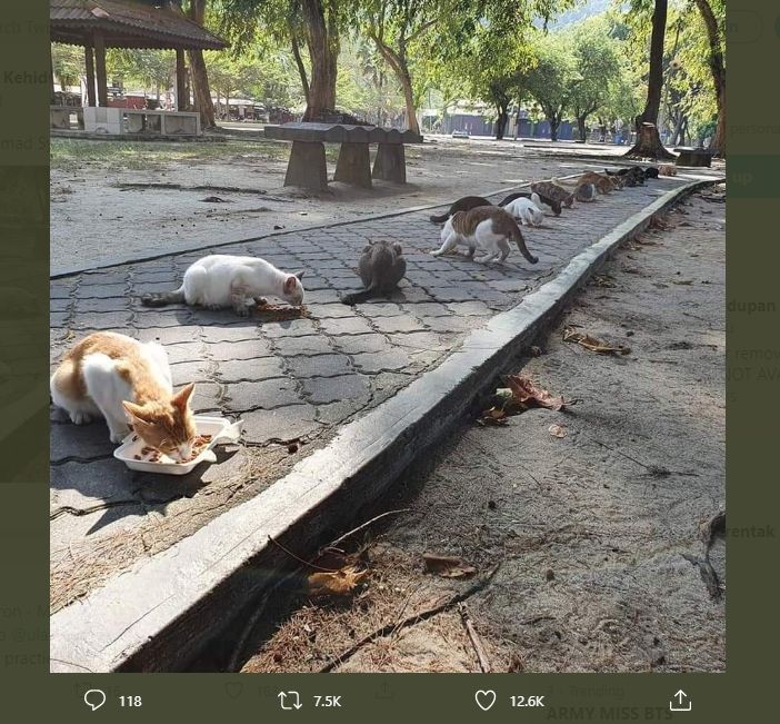 Bak Social Distancing, Cara Para Kucing Ini Makan Bikin Netizen Gemas. (twitter.com/ulat_bulu_bulu)